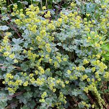 Image result for Alchemilla ellenbeckii