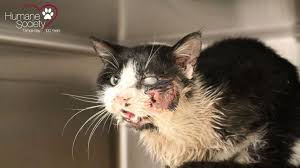 Maybe you would like to learn more about one of these? Zombie Cat Buried Kitty Believed Dead Meows Back To Life Abc News