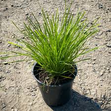 Image result for Motandra