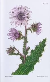 Image result for Berkheya setifera