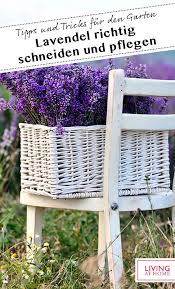 Lavendel Richtig Schneiden Pflegen In 2020 Garten Lavendel Miniaturgarten Lavendelgarten