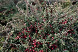 Image result for Cotoneaster microphyllus