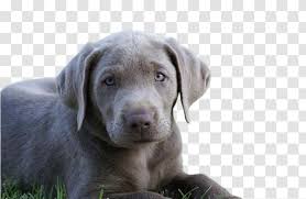 The mother is a yellow labrador retriever, o.f.a. Labrador Retriever Weimaraner Puppy Dog Breed Blue Lacy Charcoal Labs Transparent Png