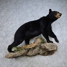 Award Winning Black Bear Shoulder Mount Black Bear Life Size Taxidermy Mount For Sale 14352 The Taxidermy Store Jpg 1000 1000 Bear Mounts Black Bear Bear