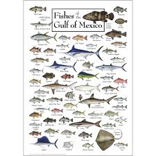 Earth Sky Water Poster Fishes Of The Gulf Of Mexico