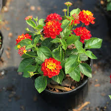 Image result for Lantana camara