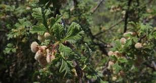 Image result for Searsia rogersii