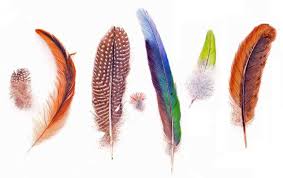 Bird With Colorful Feathers Name Natural History Drawing Google Images Plumas Murales Disenos De Unas