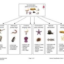 Animal Kingdom Classification Flow Chart Pdf Animal