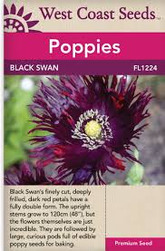 Image result for Papaver somniferum Black