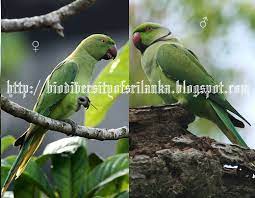 Check spelling or type a new query. Biodiversity Of Sri Lanka à¶» à¶± à¶œ à¶»à·€ à¶¸ à¶½ à¶œ à¶»à·€ Raana Girawa Mala Girawa Rose Ringed Parakeet Pstittacula Krameri