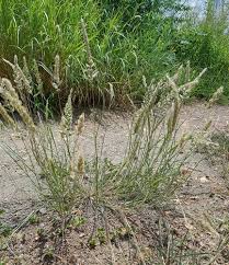 Image result for Enneapogon cenchroides