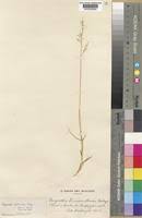 Image result for Eragrostis mildbraedii
