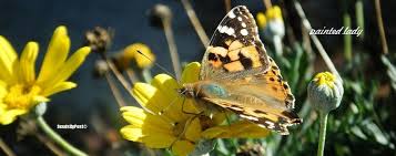 Image result for Radinosiphon leptostachya