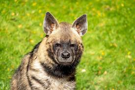 Image result for Heinsia zanzibarica