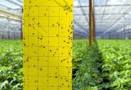 Check spelling or type a new query. How To Get Rid Of Bugs Organically Planet Natural