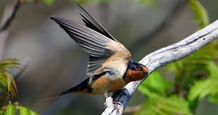 Singing european barn swallow is sitting on satellite dish near beach in montenegro. Barn Swallow Conservation