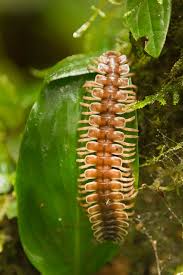 Black And Yellow Millipede Borneo 7475 Jpg Insects Borneo Worms