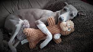 Italian Greyhound Iggy Online Shopping