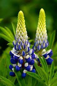 Pin On Blommor