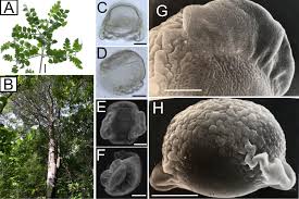 Image result for Astropanax