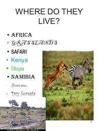 All equids live in herds. Zebras By Lauryn Jerke 2 Table Of Contents 1 Where Do They Live Pg 3 2 What Do They Eat Pg 4 3 What Is A Zebra Pg 5 What Eats Zebras Pg 6 Fun Facts Ppt Download
