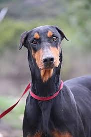 At wags and whisker's pet rescue: Fillmore Ca Doberman Pinscher Meet Vanessa A Dog For Adoption Https Www Adoptapet Com Pet 17854002 Fillmore Califor Doberman Doberman Pinscher Pinscher