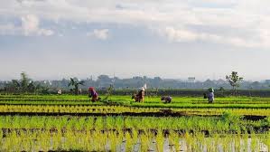 Temukan lowongan kerja yang berkaitan dengan pertanian ngawi yang anda cari di bawah ini. Hari Pangan Sedunia Sudahkah Petani Indonesia Sejahtera