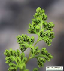 Image result for Anogramma leptophylla