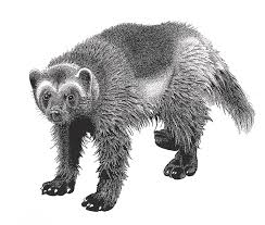 Second big game controlled hunt drawing and swan tag application period is aug. Wolverine Drawing By Riina Maido