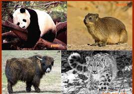 Gambar flora dan fauna di kamboja. 55 Gambar Flora Dan Fauna Di Negara Kamboja
