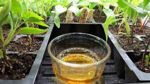 Check spelling or type a new query. How To Use Apple Cider Vinegar To Stop Fungus Gnats In Vegetable House Plants Set Up Examples Youtube