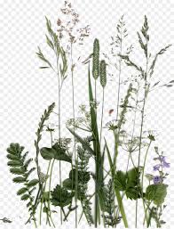 Tea tree oil, mi lkweed, dandelion oil, an d other natural. Ingles Lavanda Planta Flor Imagen Png Imagen Transparente Descarga Gratuita