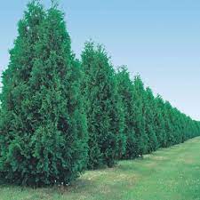 This giant tree is perfect for privacy, as well as many other uses with the proper care. E Burgess