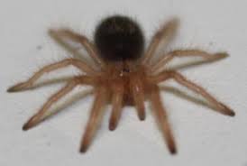 Mexican red rump mexican red knee chilean rose hair chaco golden knee mexican pink knee purple earth tiger. Chaco Golden Knee Spiderlings For Sale