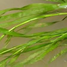 Image result for Hydrostachys polymorpha