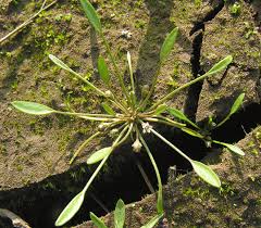 Image result for Limosella