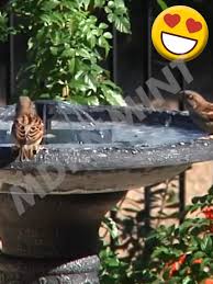 Quadrostyle offers you a fun & affordable way to update your home for a fraction of the cost. Solar Powered Bird Bath 60 Off Video Bird Fountain Bird Bath Outdoor Gardens Design