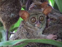 Sangihe island tarsier in english. Tarsiers Genus Tarsius Inaturalist Ca
