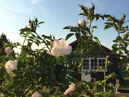 Schrebergarten Gestalten Ideen Aus Unserem Kleingarten Ein Stuck Arbeit Garten Gestalten Schrebergarten Zen Garten