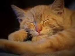 Kucing adalah hewan kesayangan bagi banyak orang. 6 Arti Mimpi Kucing Warna Merah Menurut Primbon Jawa Terlengkap Youtube
