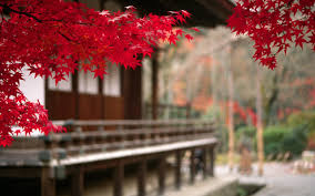 Find your perfect hd wallpaper for your phone, desktop, website or more! Place Hd Wallpapers Download Beautiful Places Lovely Autumn Japan Wallpaper Hd 1280x800 Wallpaper Teahub Io