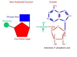Nucleic Acid