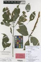 Image result for Brachystephanus