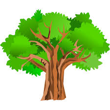 Tree Free Clip art - ceppo di albero clipart 800*800 Png ...