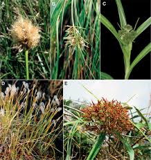 Image result for Diplacrum africanum