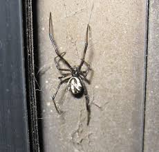Black widow with red spots on. Black Spider With White Spot Black Spider With White Markings On Back Latrodectus Hesperus Black Spider Spider White Spot