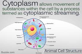 Maybe you would like to learn more about one of these? If You Are Looking For Information On The Cells Of Living Organisms And How They Function Then You Should In 2021 Animal Cell Structure Cell Membrane Nuclear Membrane