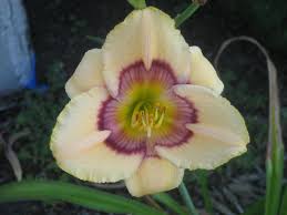 Our portland florist and balloon shop offers continuous delivery of helium filled balloons, balloon bouquets and flowers daily our balloon shop also delivers balloons to all portland suburbs including beaverton, aloha, lake oswego, west linn, gresham, milwaukie, tigard, hillsboro, gladstone. Daylily Rainbow Candy Day Lilies Beautiful Backyards Rainbow Candy