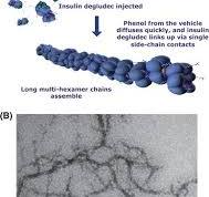 Mechanism of protraction of insulin degludec (IDeg) and ...